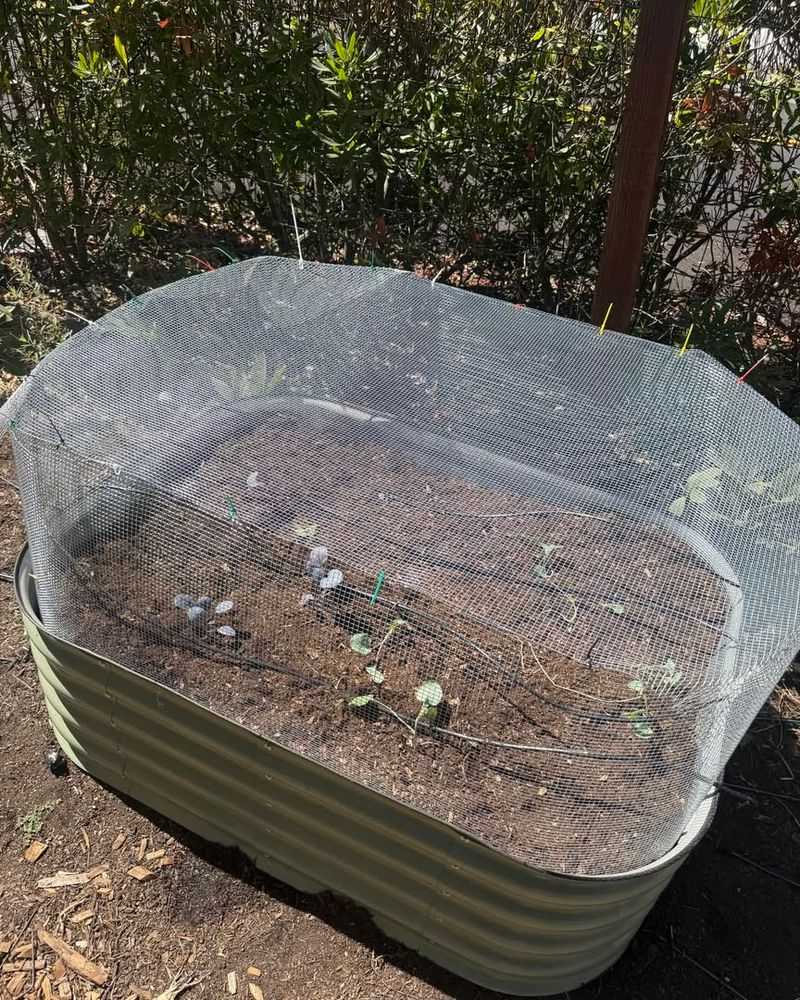 Use Hardware Cloth Around Raised Beds
