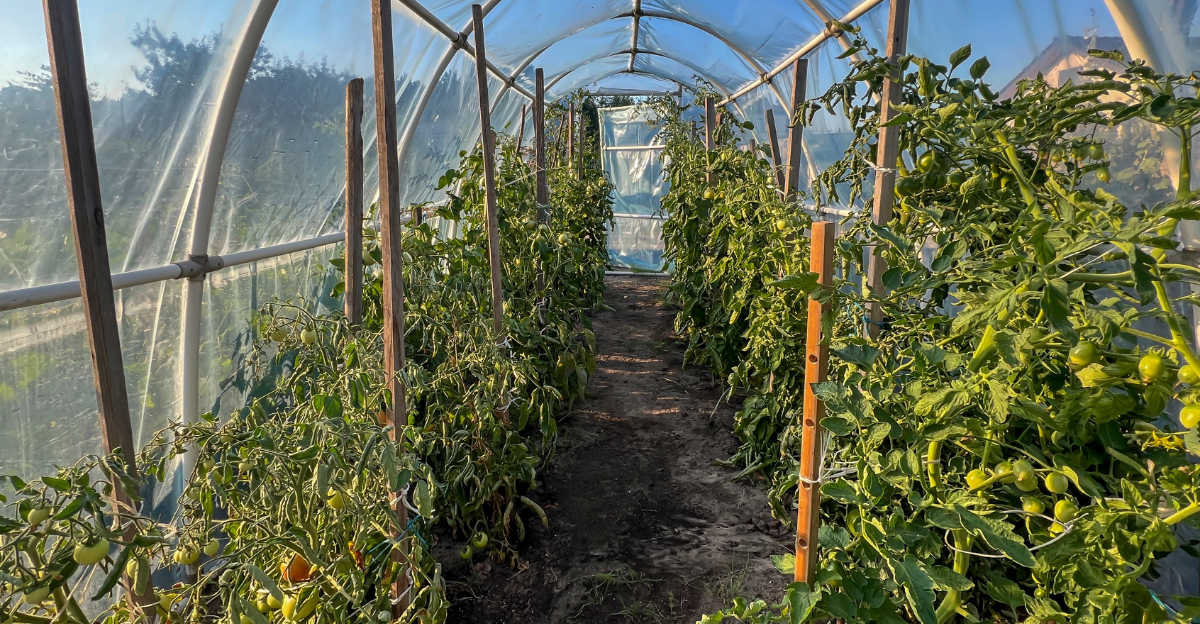 high tunnel garden