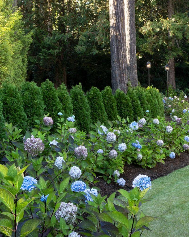 Fertilize Hydrangeas In Early Spring, Not Before
