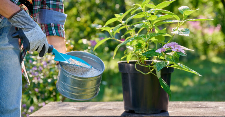 fertilizing hydrangea in pot