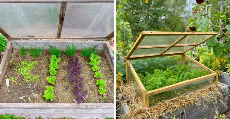 How Michigan Gardeners Use Cold Frames To Grow Veggies Through Snow