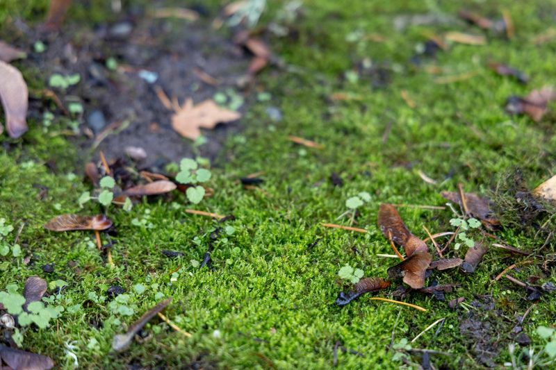 Why Moss Appears In Oregon Gardens