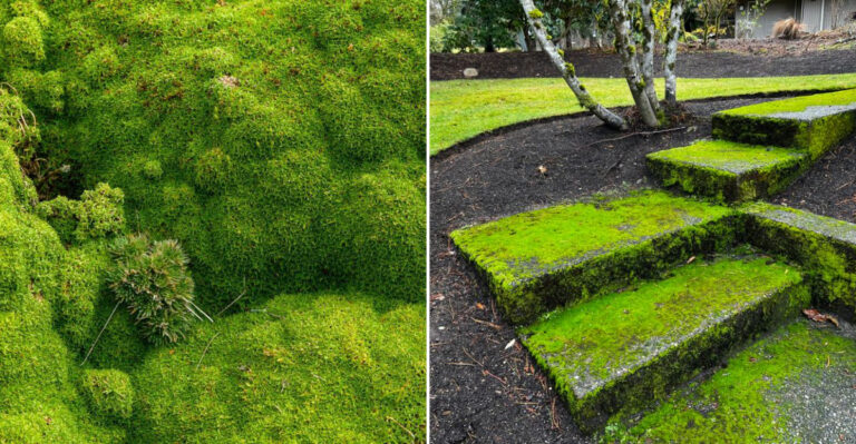 moss in garden