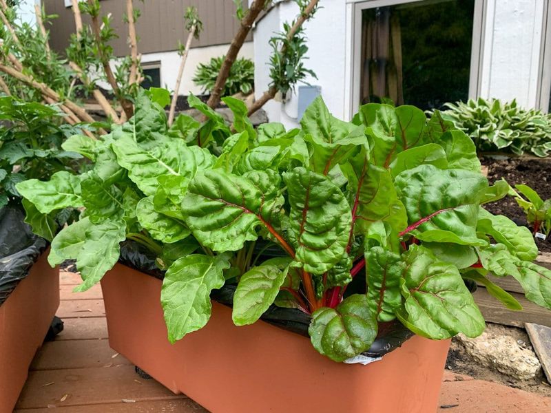 Watering Tips For Consistent, Even Beet Growth