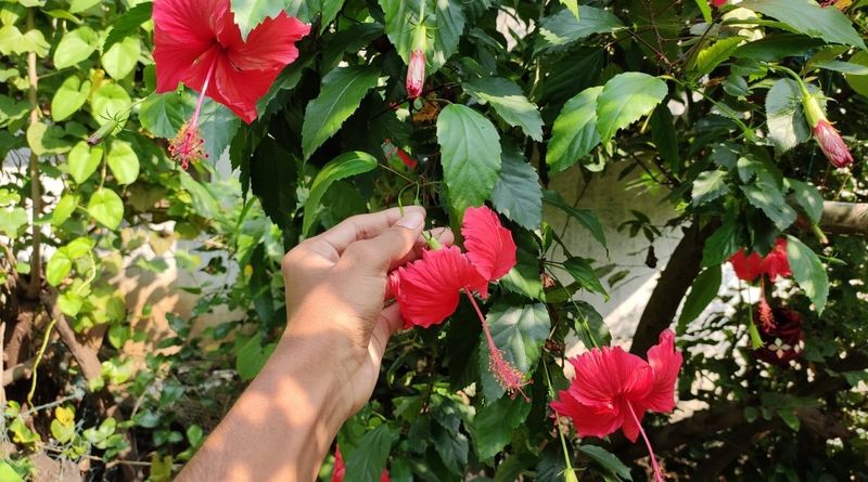 Remove Spent Blooms To Keep Flowers Coming