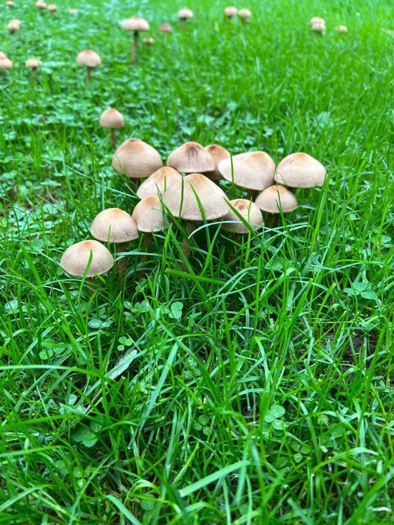 Why Fungi Improve Soil Structure And Drainage