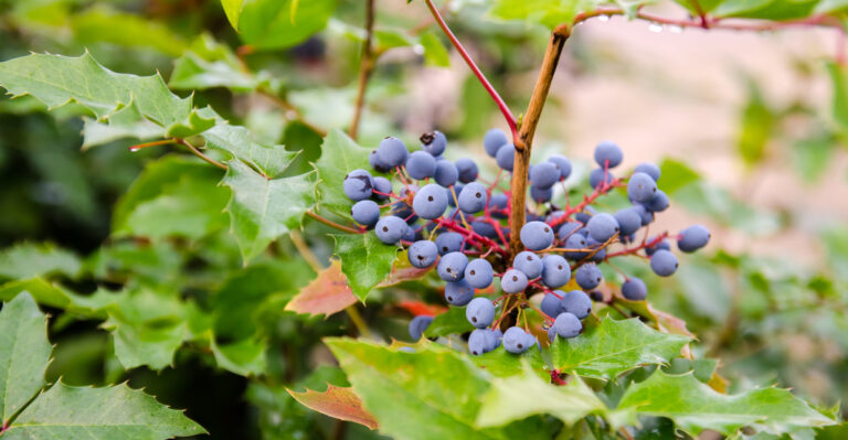 oregon grape berries