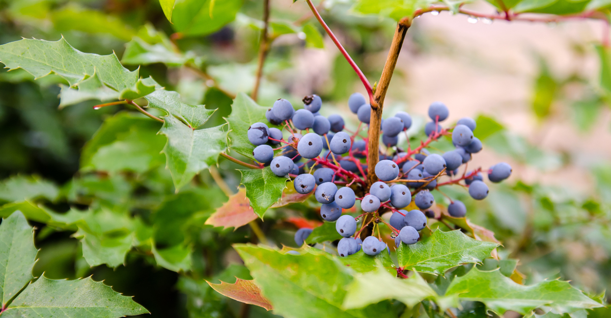 oregon grape berries