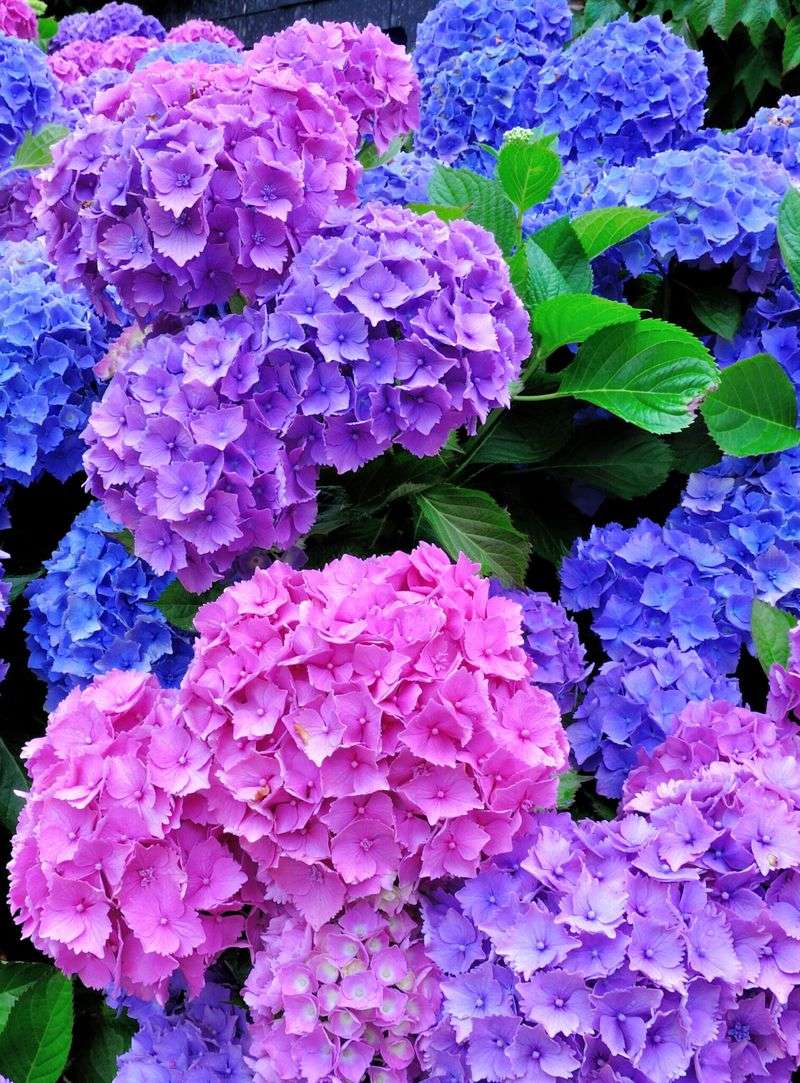Soil pH Directly Affects Hydrangea Color