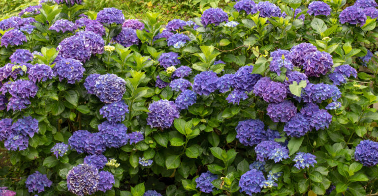 purple hydrangeas
