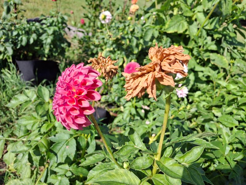 The Seed-Setting Mistake