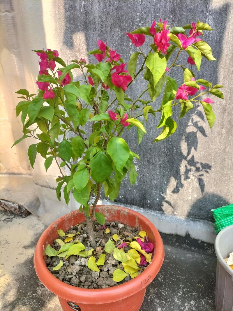 Signs Of Overwatering