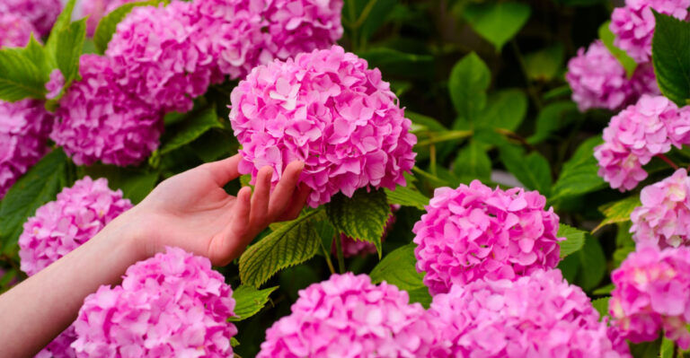 How Ohio Gardeners Can Fertilize Hydrangeas Before Spring For Better Flowers