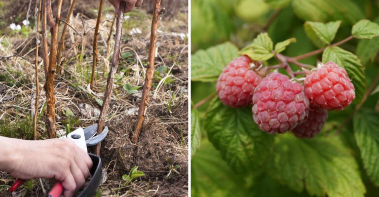 How Ohio Gardeners Can Prune Raspberry And Blackberry Canes Before Spring