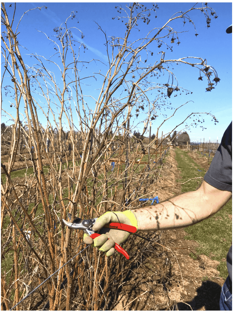 Winter-Worn Canes Should Be Cleared Out First