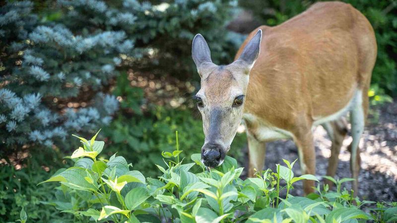 Why Deer Target Tender Spring Growth In Ohio Gardens