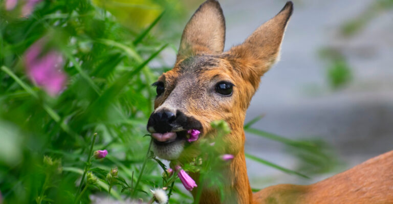 How Ohio Gardeners Protect New Spring Growth From Deer Without Ugly Netting