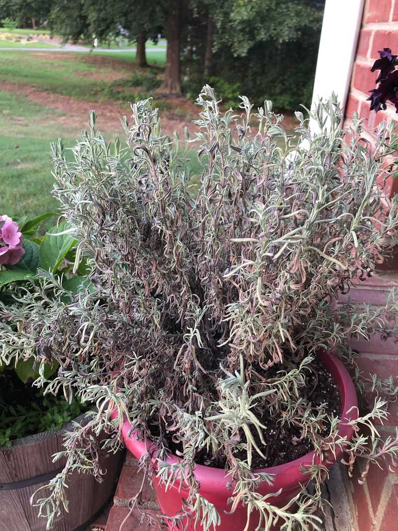 Signs Of Too Much Water