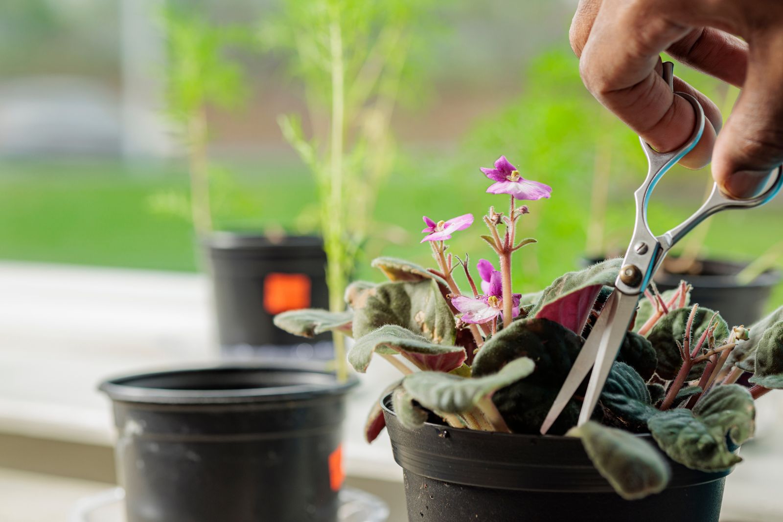 pruning african violet