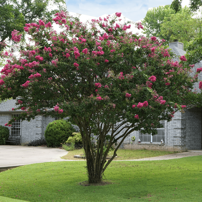 Pruning For Healthier, More Vibrant Crape Myrtles
