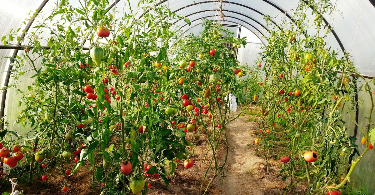 greenhouse veggies