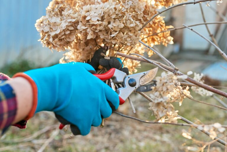 pruning hydrangea