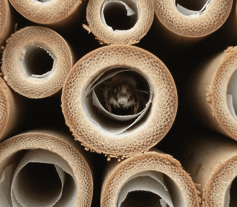 Where They Like To Nest