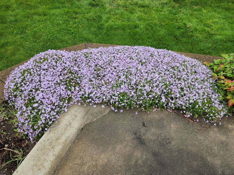 What Creeping Phlox Needs For Strong Spring Growth