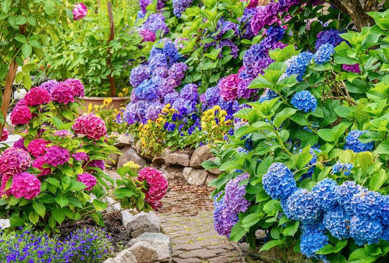 Extra Tips For Bigger Hydrangea Blooms This Season