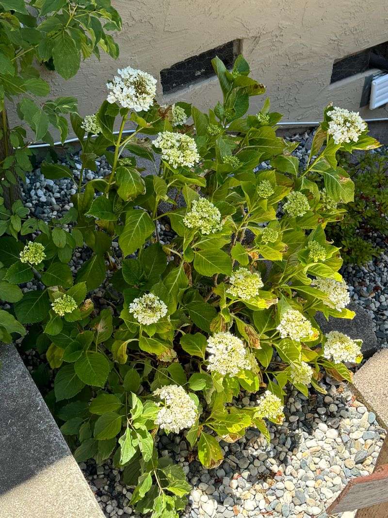 Avoiding Overfertilizing