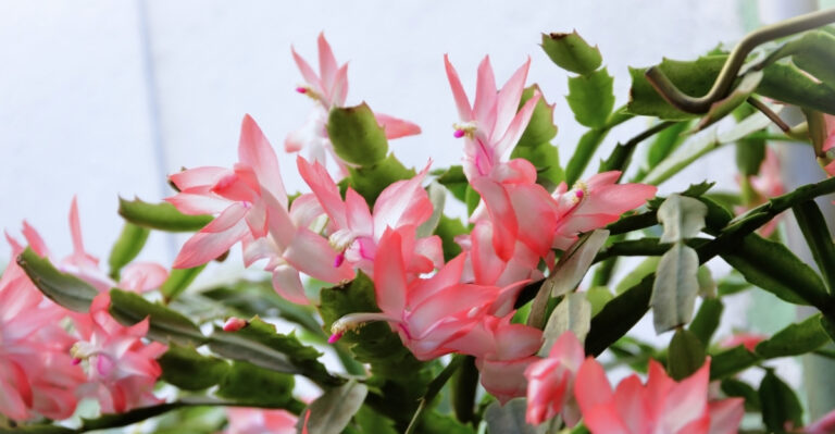 christmas cactus (featured image)