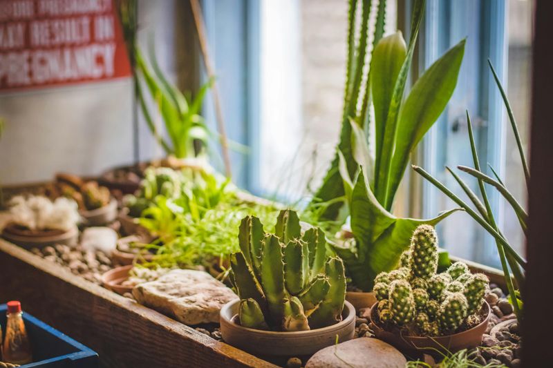 What Your Succulents And Cacti Need As Texas Spring Begins