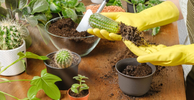 How To Care For Indoor Succulents And Cacti In Texas This Spring