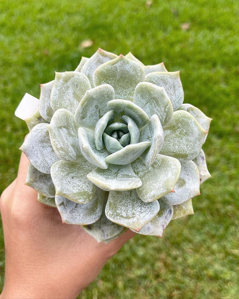 Pick Succulents That Love Arizona Sun