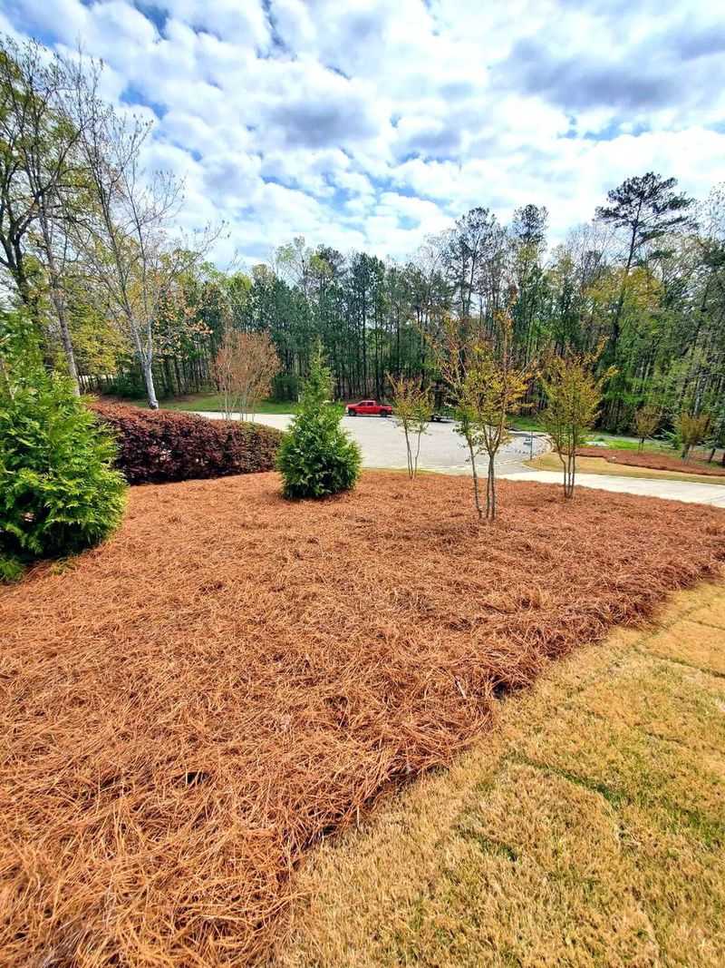 Pine Straw And Wood Mulch Work Differently In Garden Beds