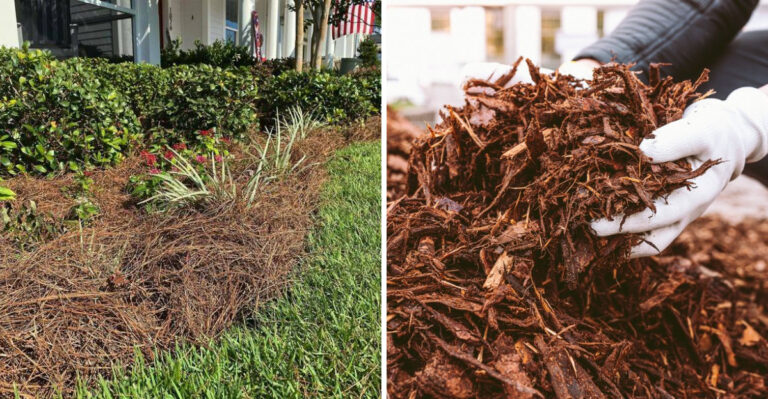How To Choose Between Pine Straw And Mulch For A Healthier Georgia Garden