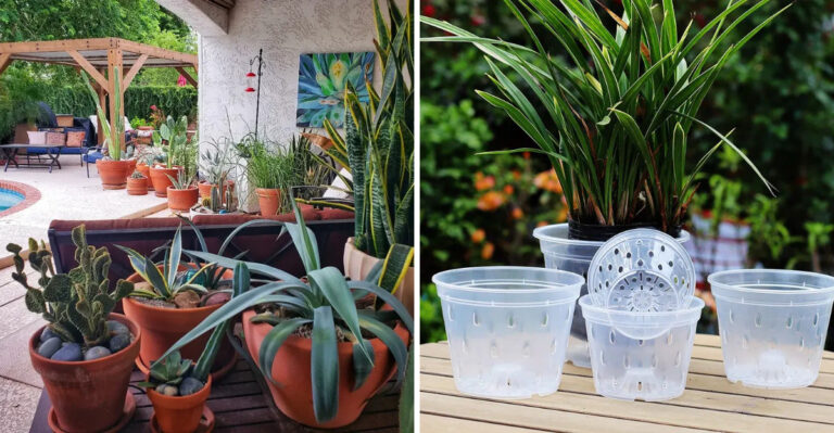How To Choose The Right Container Pot Size For Plants In Arizona
