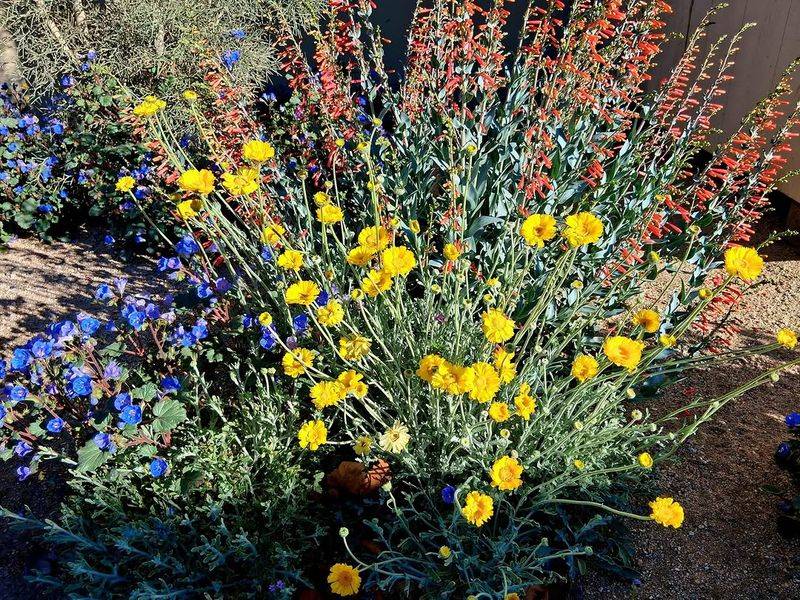 Choose Plants That Handle Strong Sun Without Stress