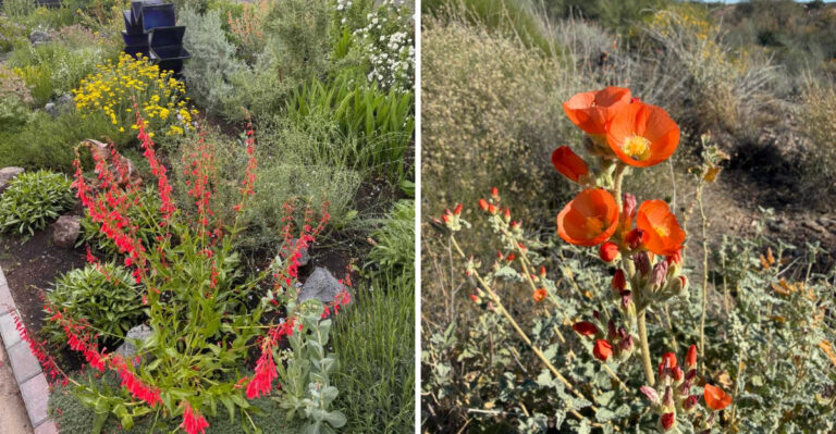 How To Choose The Right Plants For Arizona’s Spring Climate