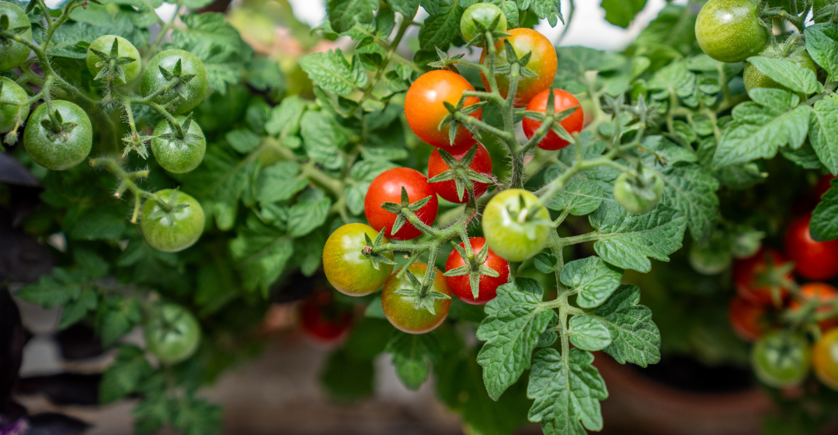 tomato plants (featured image)