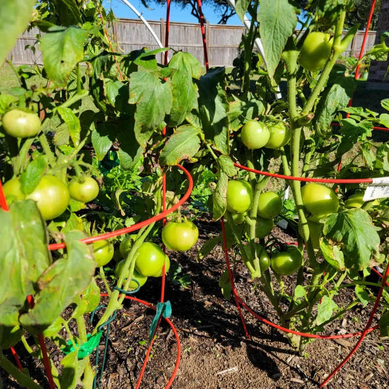 Choose Heat Tolerant Varieties That Set Fruit In High Temperatures