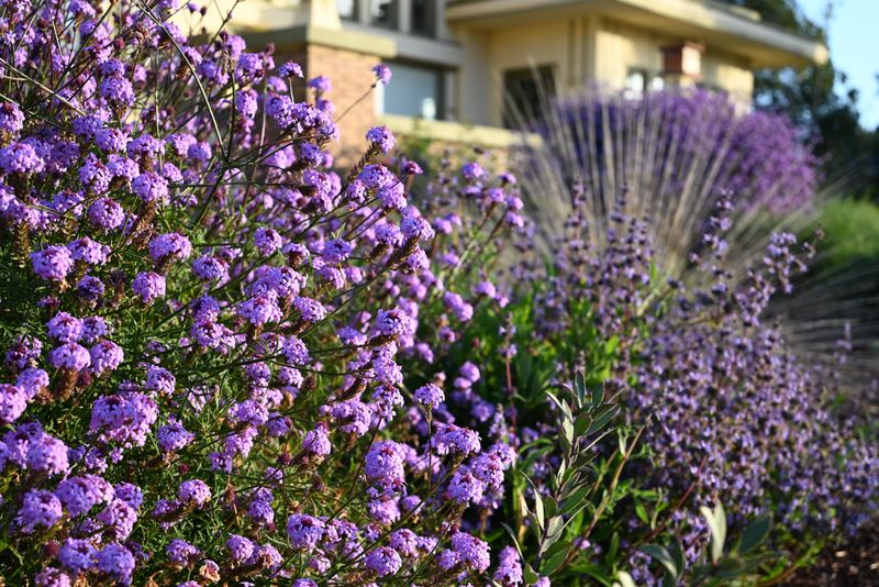 Choose Heat-Tough Plants