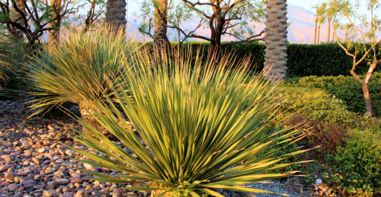 heat proof cali garden