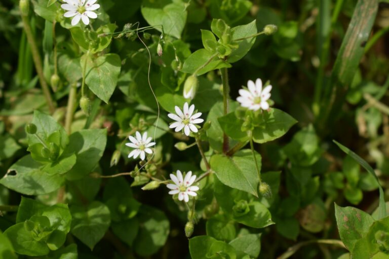 chickweed