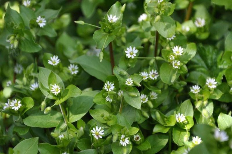 The Battle Against Chickweed In Pennsylvania Gardens