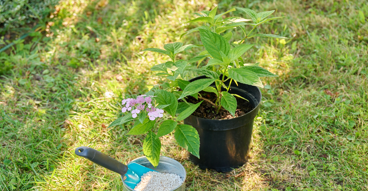 hydrangea and fertilizer