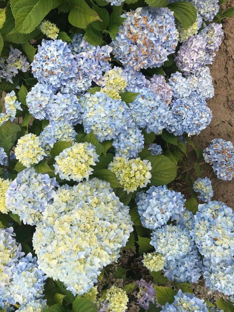 Why Hydrangeas Need Feeding