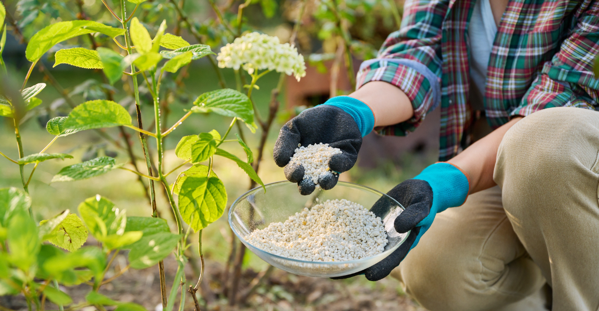 fertilizing hydramgea