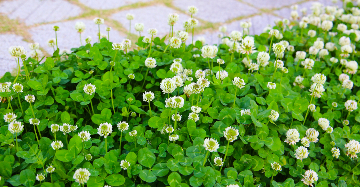 clover garden