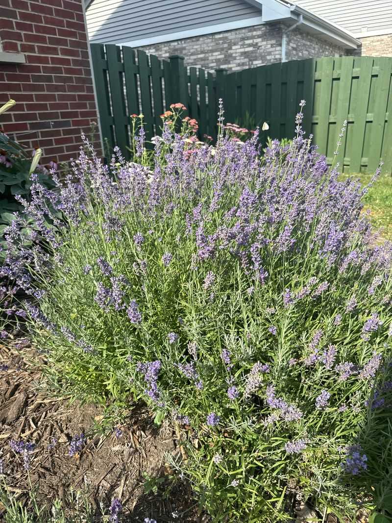 Why Drier Soil Works Better